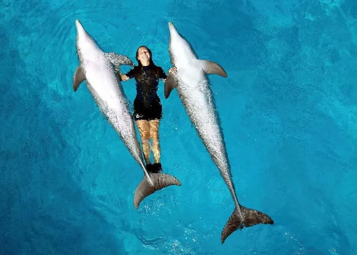 125 Oliveiras Terraces شقة البوفيرا